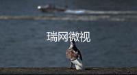 瑞网微视
