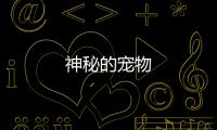 神秘的宠物