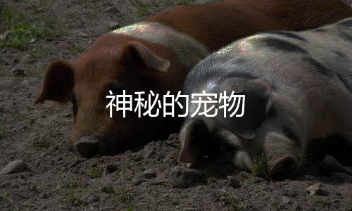 神秘的宠物下载