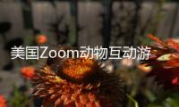 美国Zoom动物互动游戏