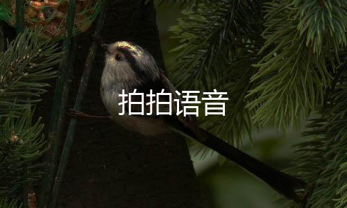 拍拍语音下载