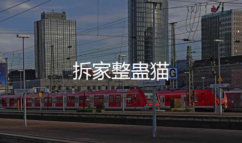 拆家整蛊猫下载