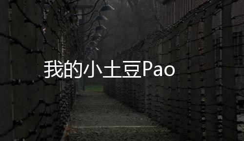 我的小土豆Pao下载