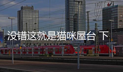 没错这就是猫咪屋台 下载下载