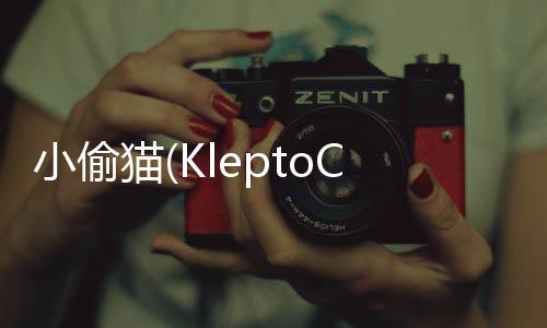 小偷猫下载