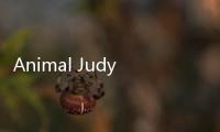 Animal Judy: Hamster care