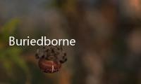 Buriedbornes2被埋葬的博尔内什2最新版