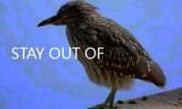 STAY OUT OF THE HOUSE手机版完整版