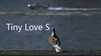 Tiny Love Story安卓版